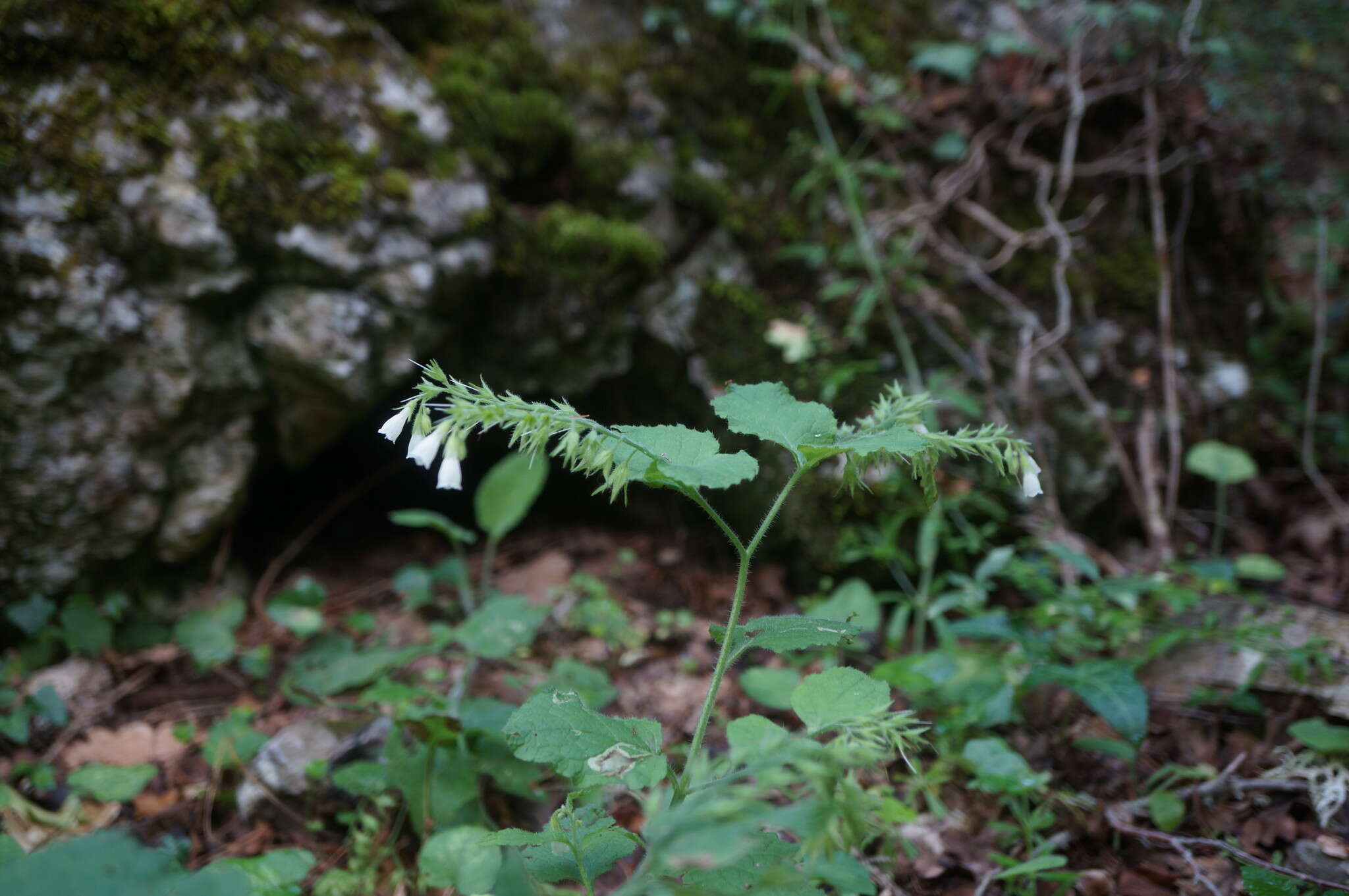 Image of Symphytum tauricum Willd.