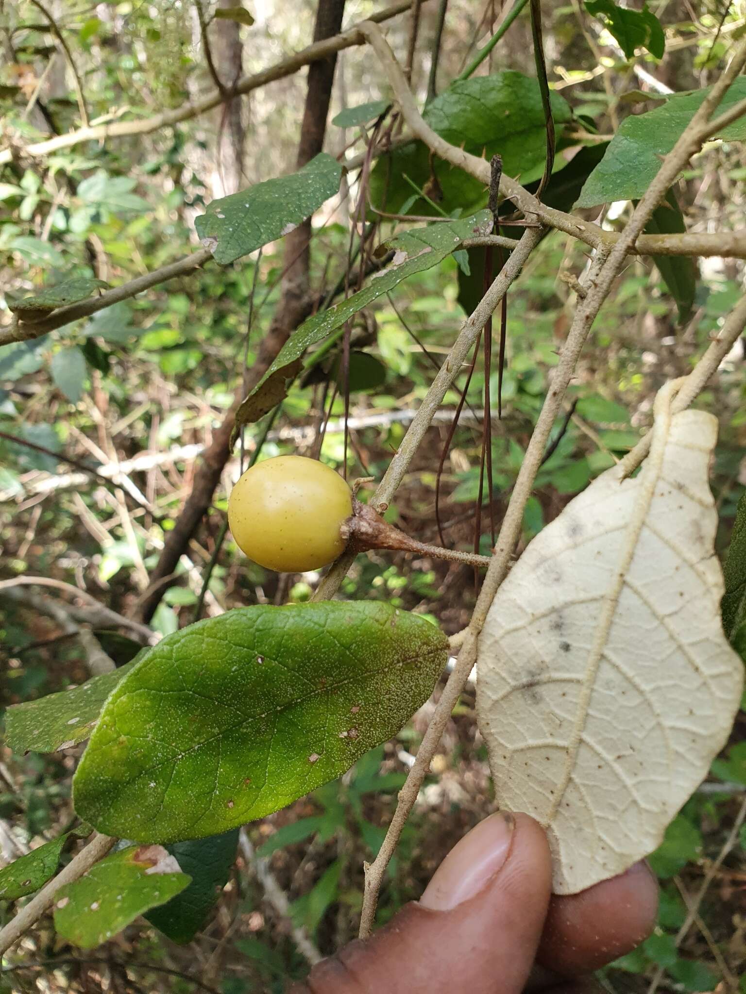 Слика од Solanum crotonoides Lam.