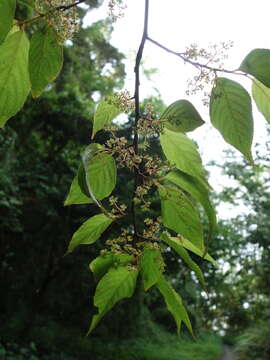 Image of Perrottetia arisanensis Hayata