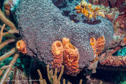 Image of convoluted barrel sponge