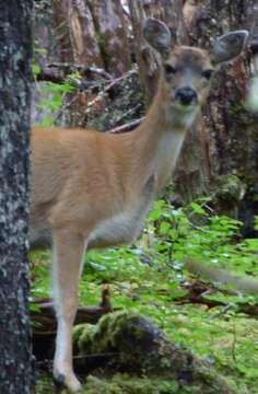 Odocoileus hemionus sitkensis Merriam 1898的圖片