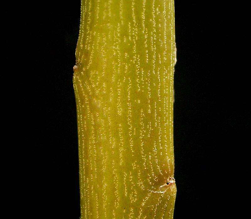 Image of Indiantree spurge