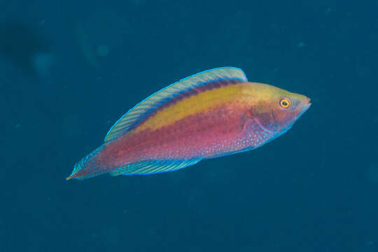 Image of Purple fairy-wrasse