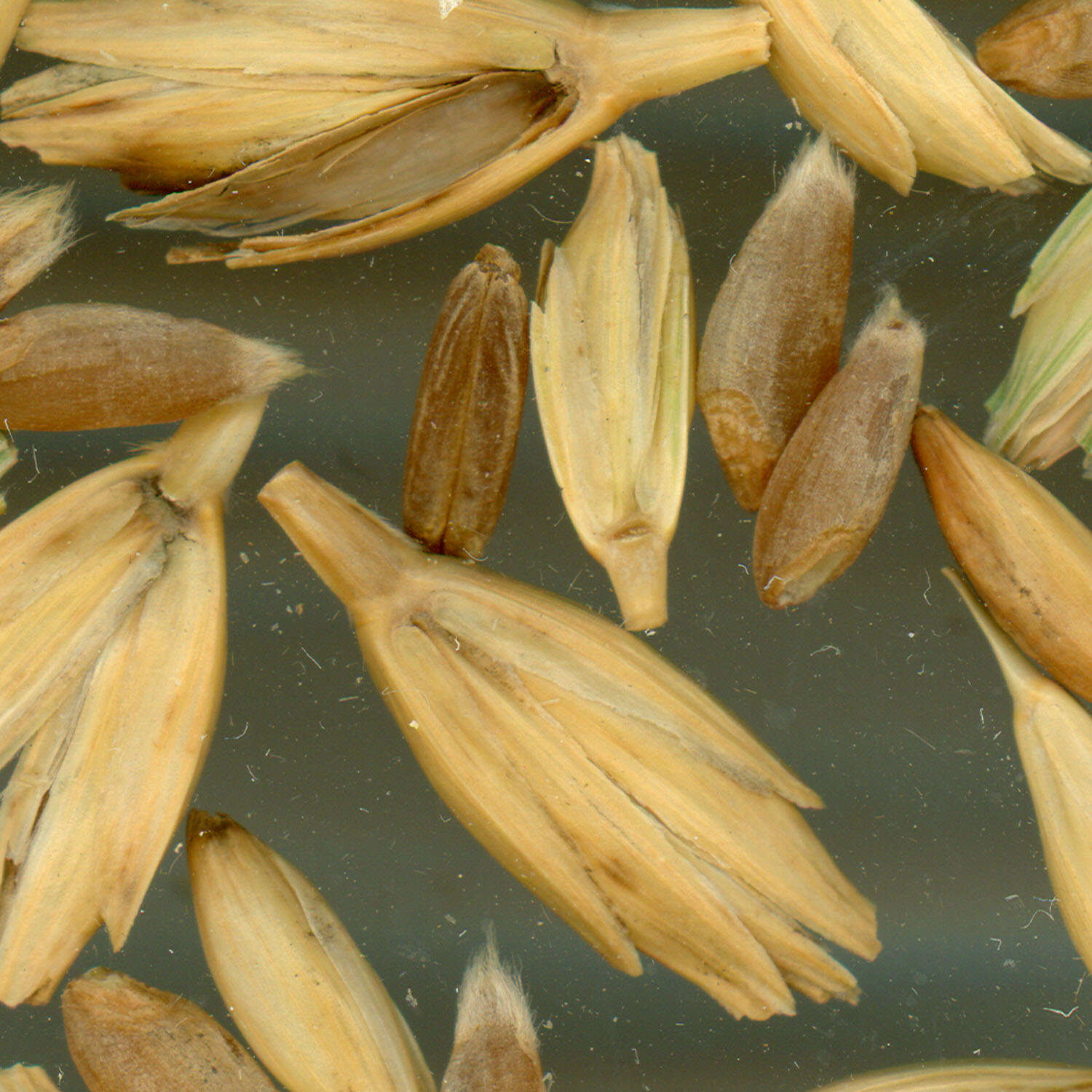 Слика од Triticum turgidum subsp. dicoccum (Schrank ex Schübl.) Thell.