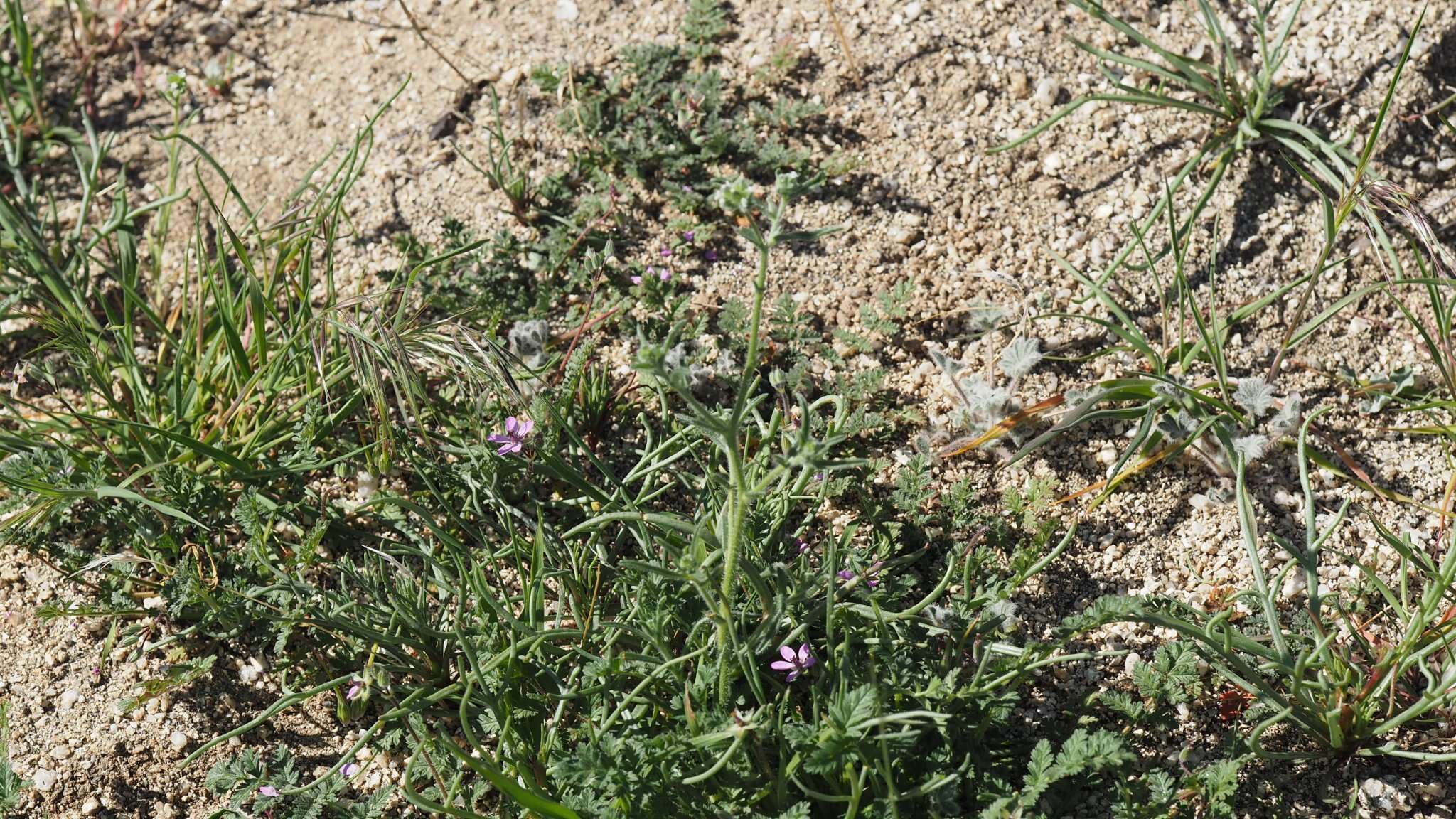 Plancia ëd Cryptantha pterocarya (Torr.) Greene