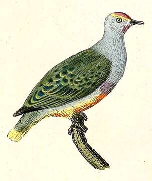 Image of Mariana Fruit Dove