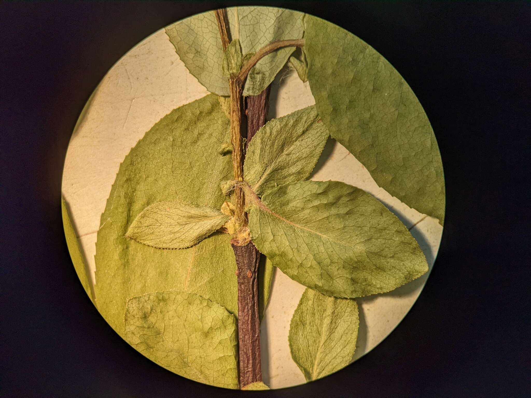 Image de Salix pseudomonticola Ball