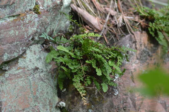 Imagem de Woodsia alpina (Bolton) Gray