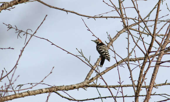 Image of Stripe-breasted Woodpecker