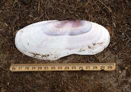 Image of Pacific razor clam