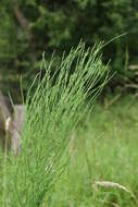 Image of field horsetail