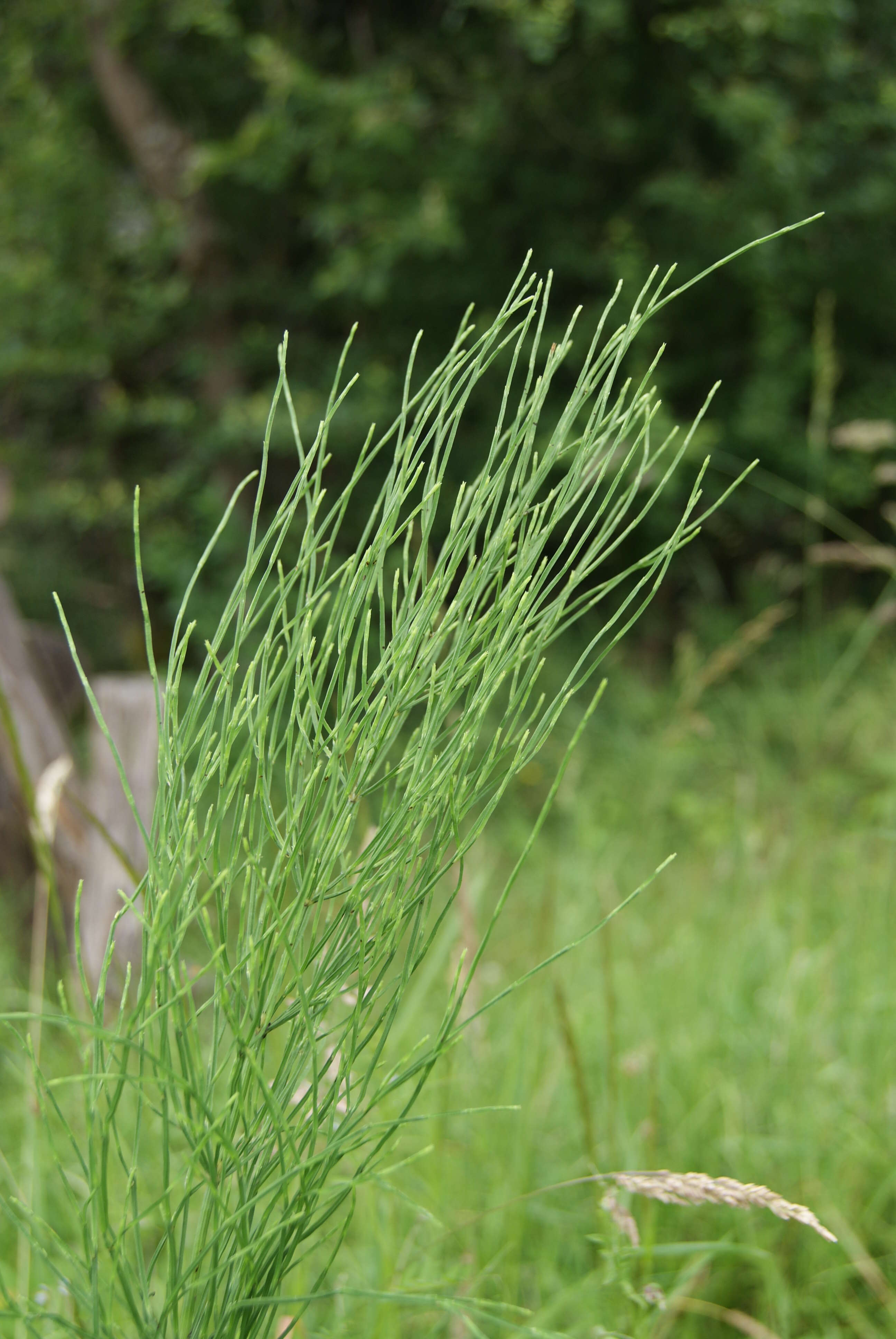 Image of field horsetail