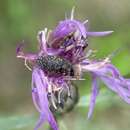 Image of Knapweed Seedhead Weevil