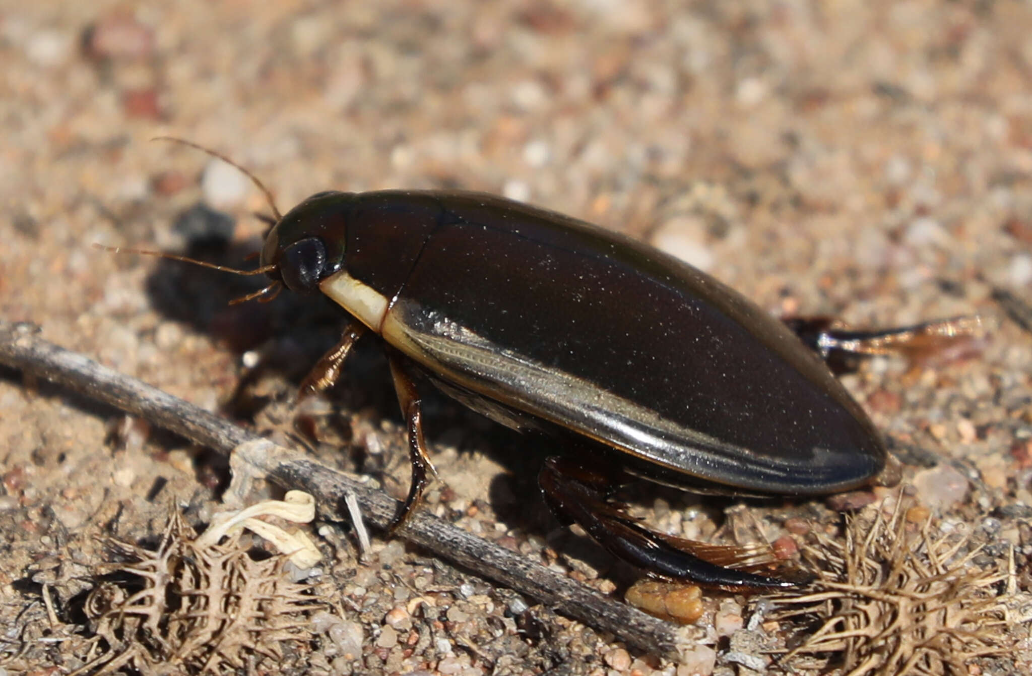 Слика од Cybister (Cybister) tripunctatus (Olivier 1795)