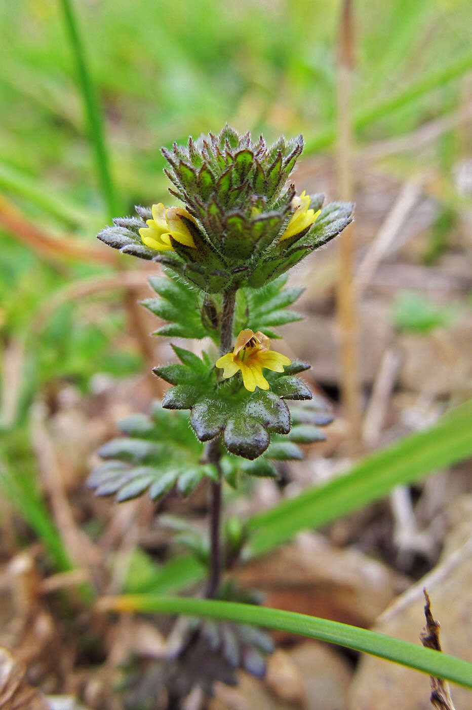 Image of subalpine eyebright