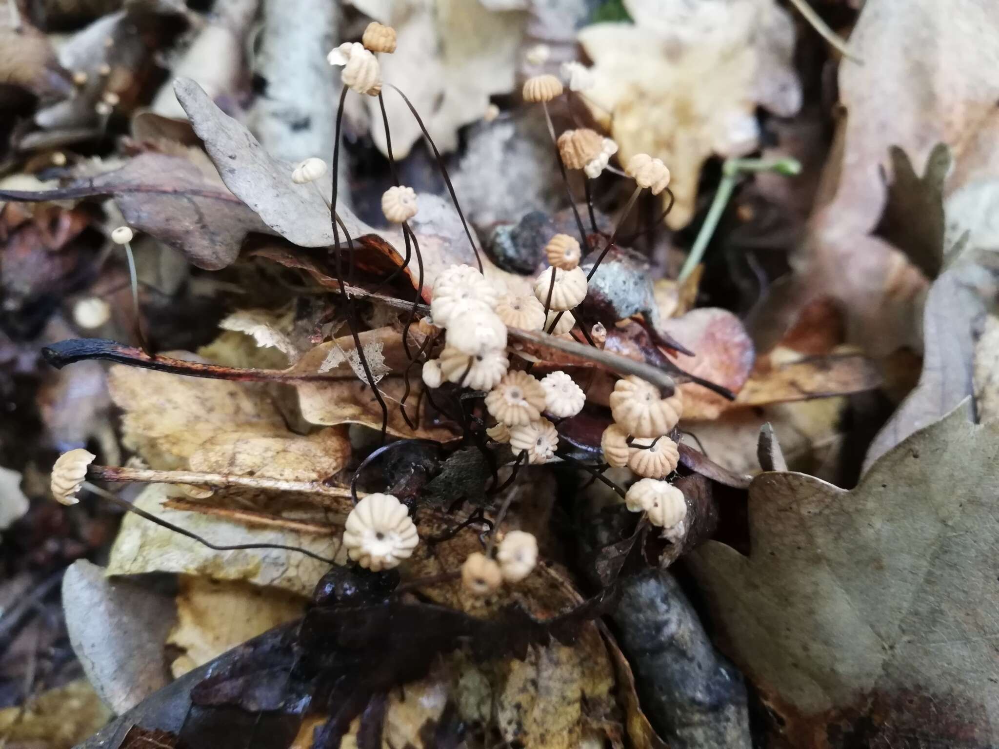 Imagem de Marasmius bulliardii Quél. 1878