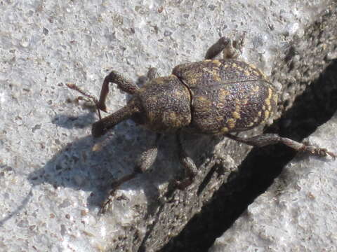 Image of large pine weevil