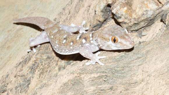 Image of Bibron's Thick-toed Gecko