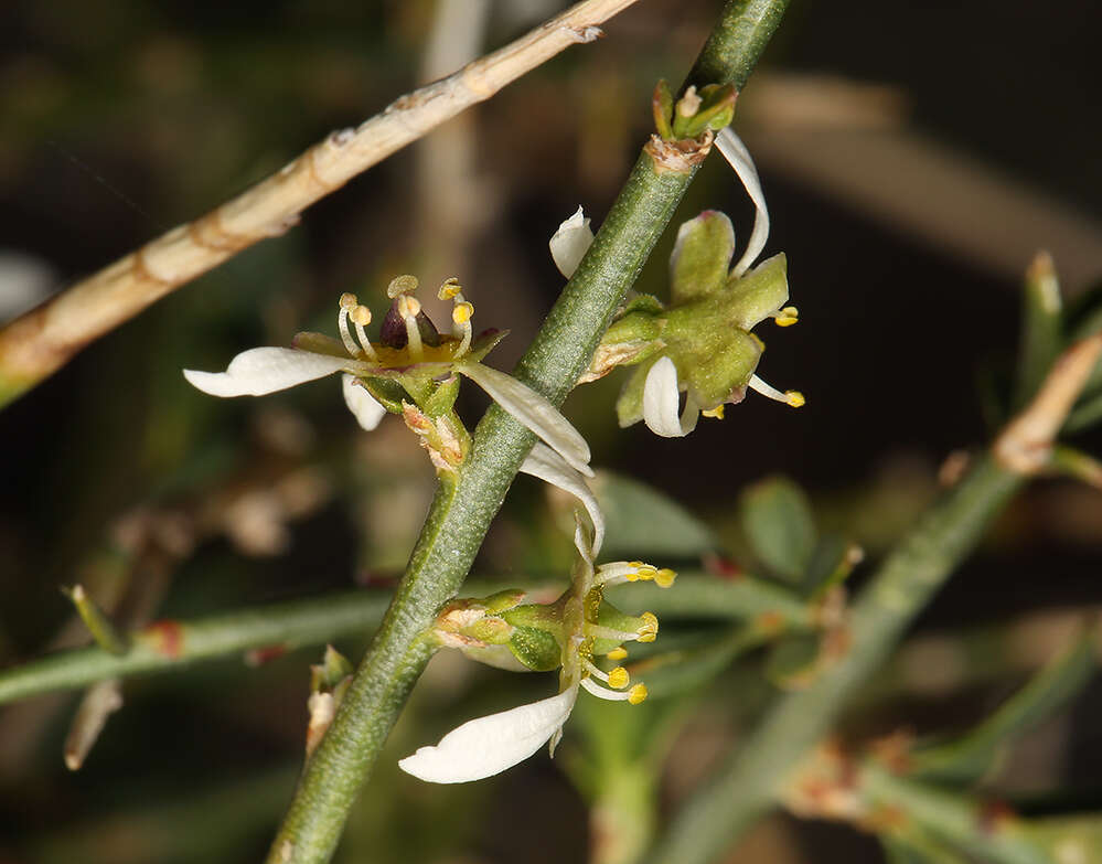 Image de Glossopetalon spinescens var. aridum M. E. Jones