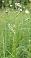 Image of Sneezeweed