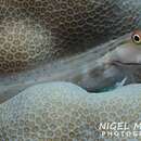 Image of Great Barrier Reef Blenny