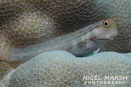 Image of Great Barrier Reef Blenny