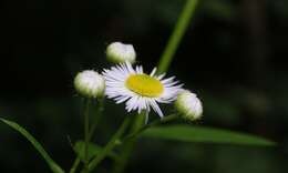 Image of eastern daisy fleabane