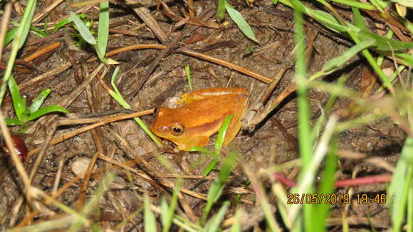 Image of Dendropsophus mathiassoni (Cochran & Goin 1970)