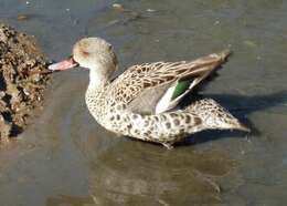 Image of Cape Teal