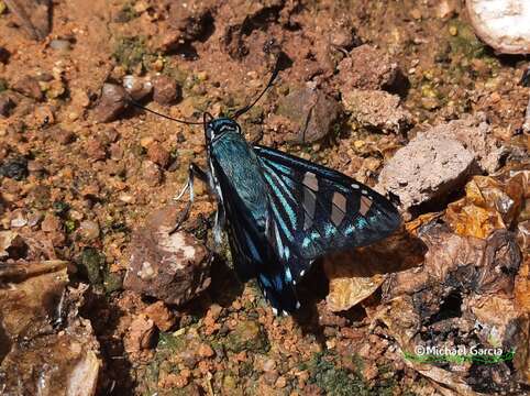 Plancia ëd Phocides johnsoni