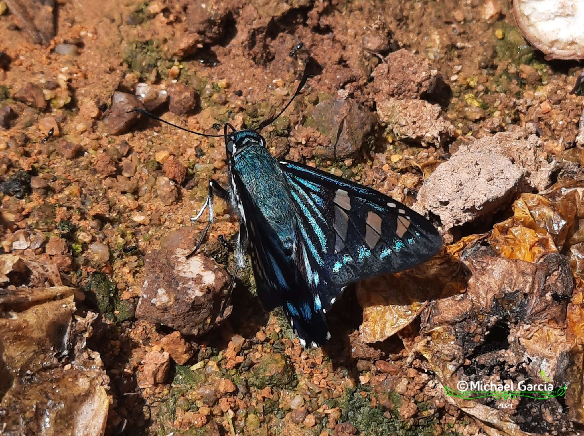 Image of Phocides johnsoni