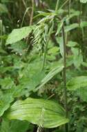 Image of Broad-leaved Helleborine