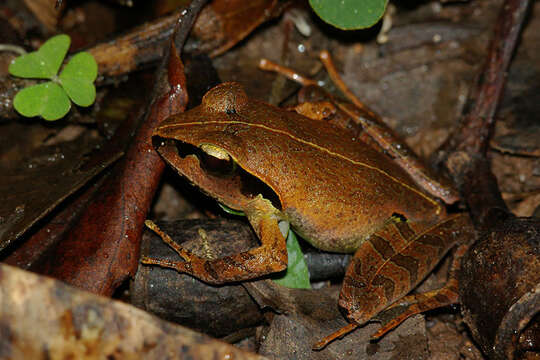 Image of Aglyptodactylus Boulenger 1918