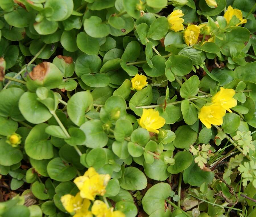 Image of creeping jenny