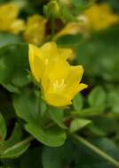 Image of creeping jenny