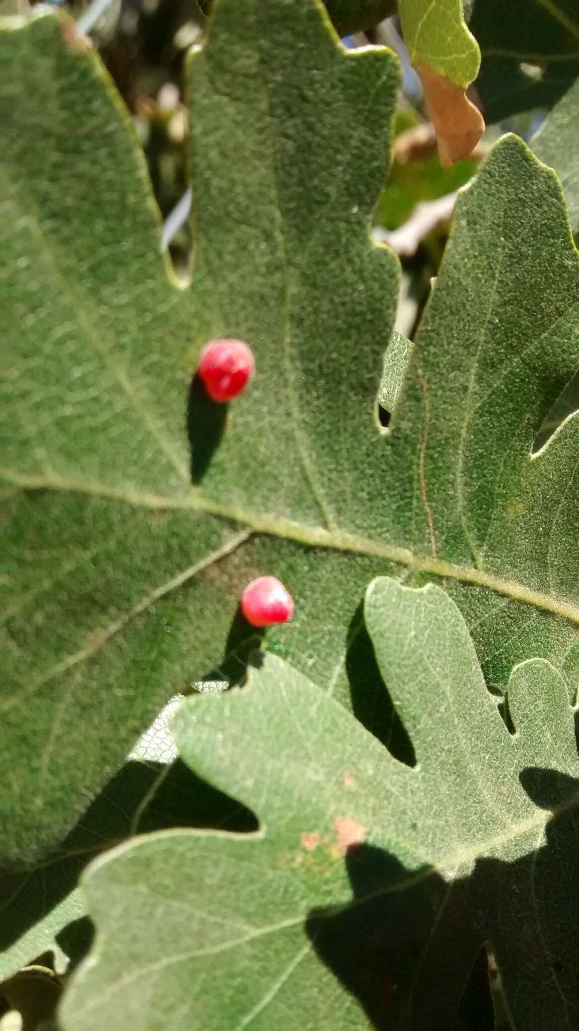 Image of Red Cone Gall Wasp