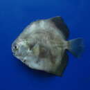 Image of Panama spadefish