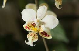 Image of Orchid