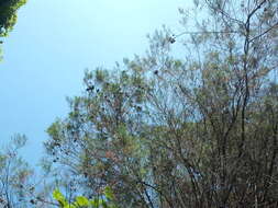 Image of Illawara Mountain Pine