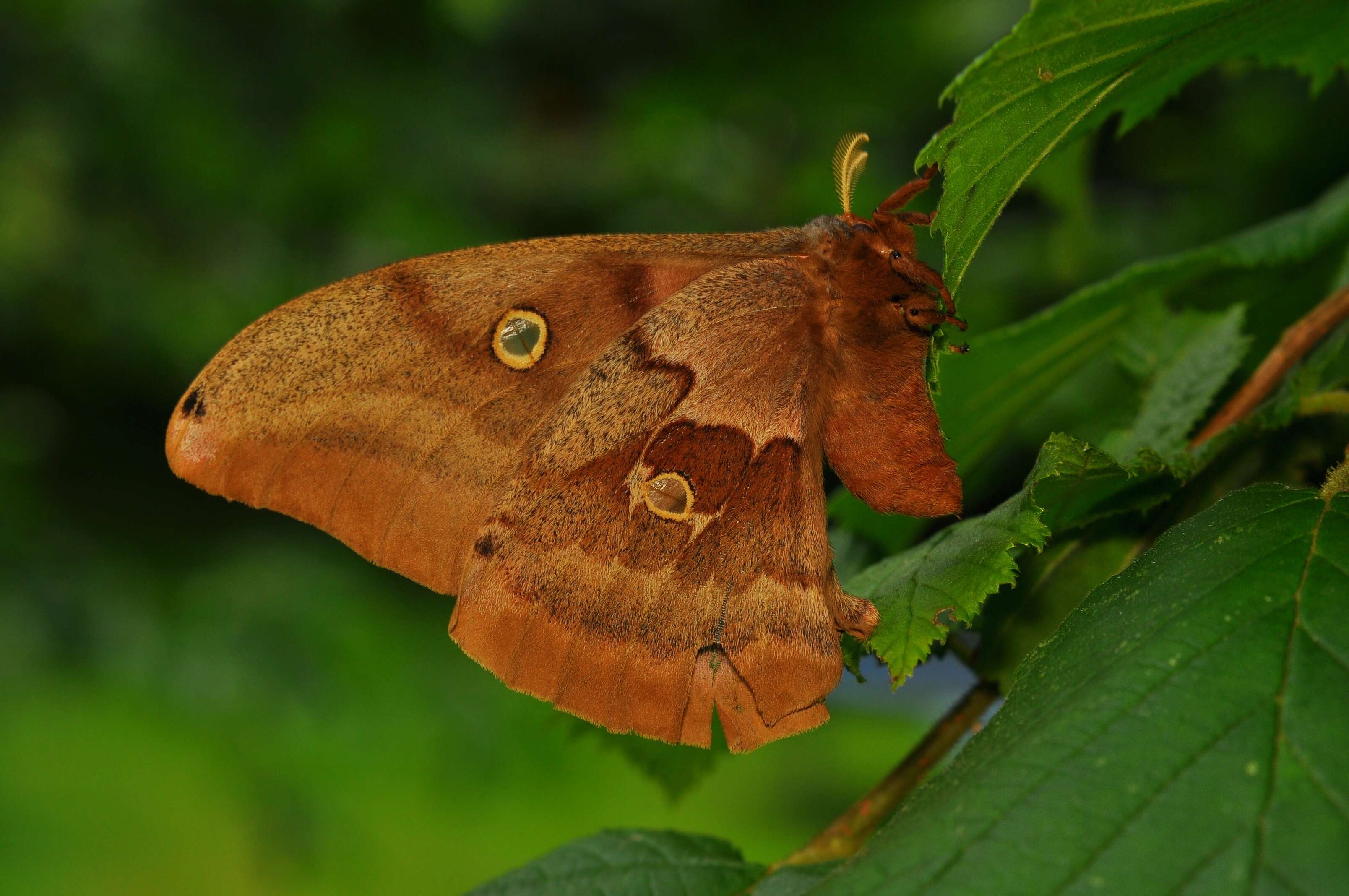 Image de Antheraea subgen. Telea Hübner (1819)