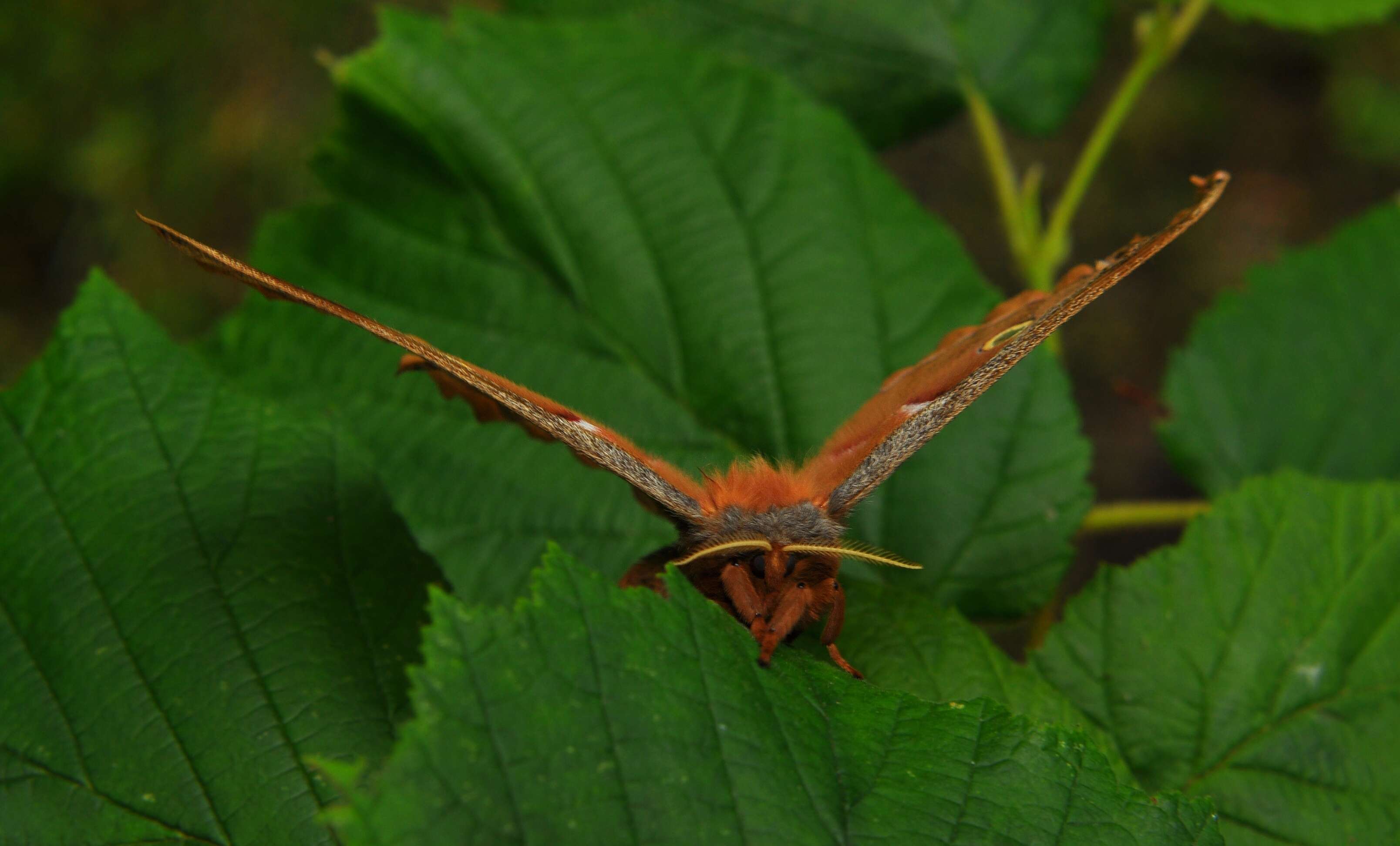 Image of Antheraea subgen. Telea Hübner (1819)