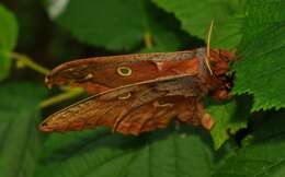 Image of Antheraea subgen. Telea Hübner (1819)