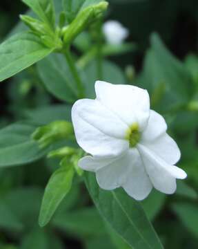 Image of Jamaican forget-me-not