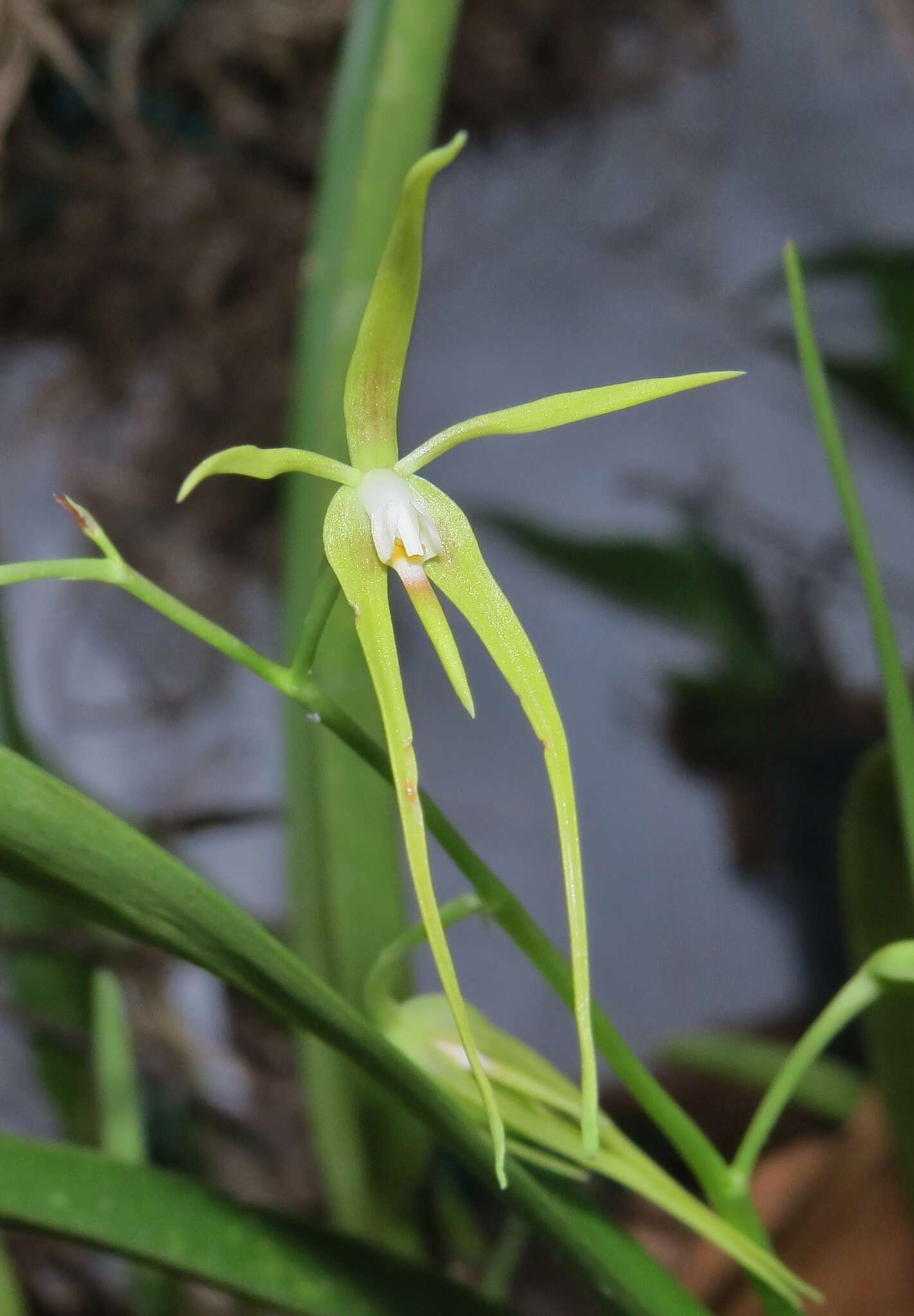 Image of Prosthechea rhynchophora (A. Rich. & Galeotti) W. E. Higgins