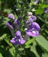 Image of hoary skullcap