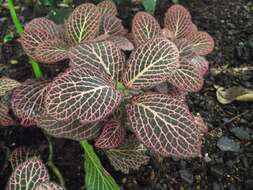 Fittonia albivenis (Lindl. ex Veitch) R. K. Brummitt resmi