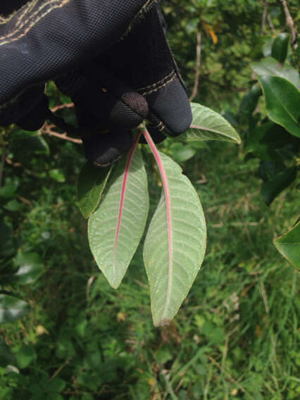 Image of Bolivian fuchsia