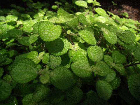Image of creeping charlie