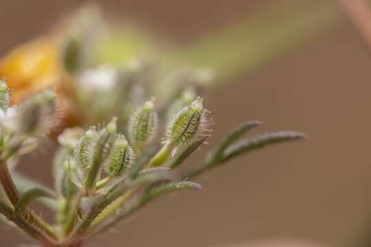 Слика од Daucus involucratus Sibth. & Sm.