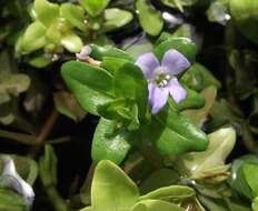 Image of blue waterhyssop